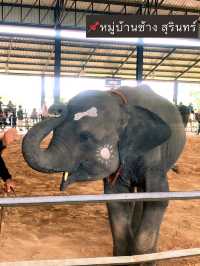 ย้อนเวลาไปเที่ยวสุรินทร์ 🐘🐘