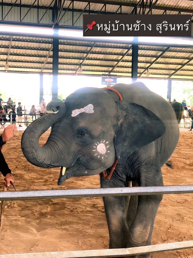 ย้อนเวลาไปเที่ยวสุรินทร์ 🐘🐘