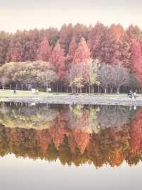 【東京・絶景スポット】メタセコイヤの森🌳水元公園