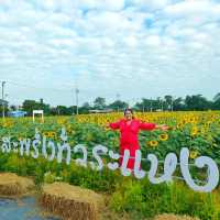 ทุ่งทานตะวันระแหง