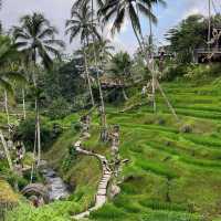 🪴 Ceking Rice Terrace 🇮🇩