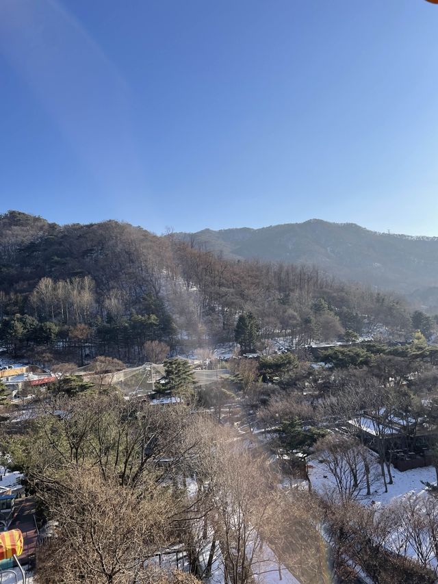首爾出發首爾大公園一日遊❣️親子活動必到🤓市區親親大自然