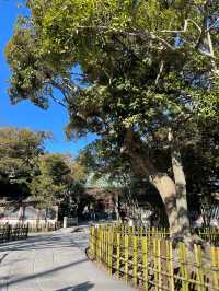 【神奈川県】鎌倉観光で外せない「高徳院・鎌倉大仏」
