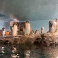 【ロケーション◎】秋田 男鹿 ホッキョクグマに会える！男鹿水族館GAO