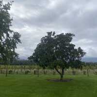 【澳洲】試飲氣泡酒Domaine Chandon Winery