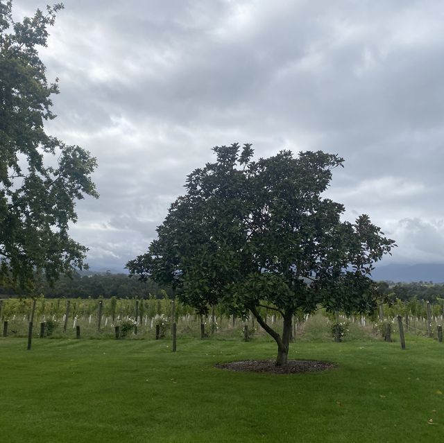 【澳洲】試飲氣泡酒Domaine Chandon Winery