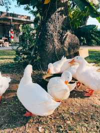 Judy’s home cafe 🦆🐣☕️🍰🎂