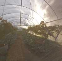 yindee organic farm at amnat