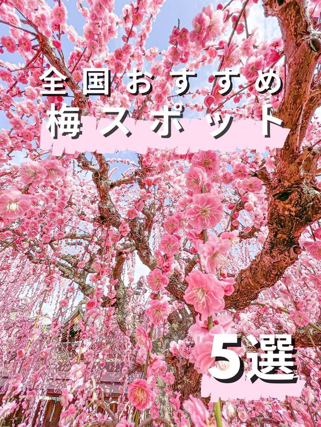 2月のお出かけにおすすめ 全国おすすめ梅スポット5選