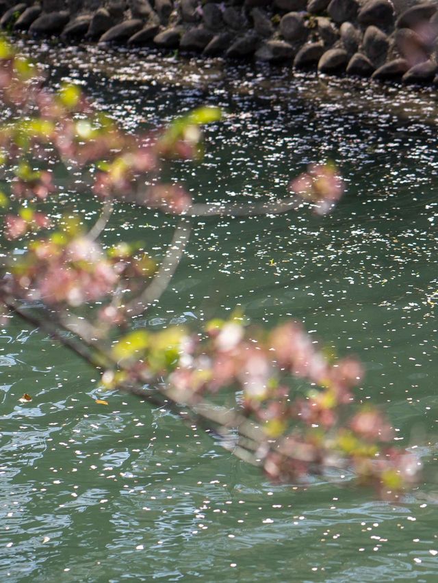 たらい舟からゆったり桜を楽しむ🌸岐阜県大垣市・水門川