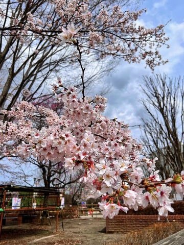栃木】桜の時期にオススメ！一日遊べる道の駅ろまんちっく村 | Trip