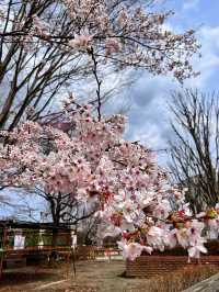 【栃木】桜の時期にオススメ！一日遊べる道の駅ろまんちっく村