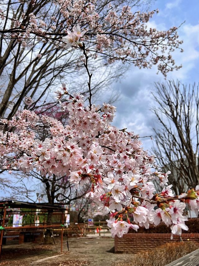 【栃木】桜の時期にオススメ！一日遊べる道の駅ろまんちっく村