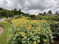 Ibaraki Flower Park