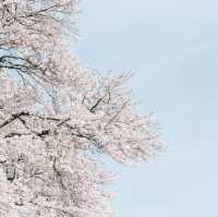 【埼玉】圧巻！1kmの桜並木🌸「県営権現堂公園」