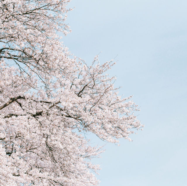 【埼玉】圧巻！1kmの桜並木🌸「県営権現堂公園」
