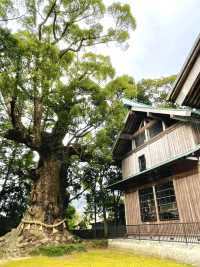 【川津来宮神社/静岡県】鮮やかな河津桜と大楠