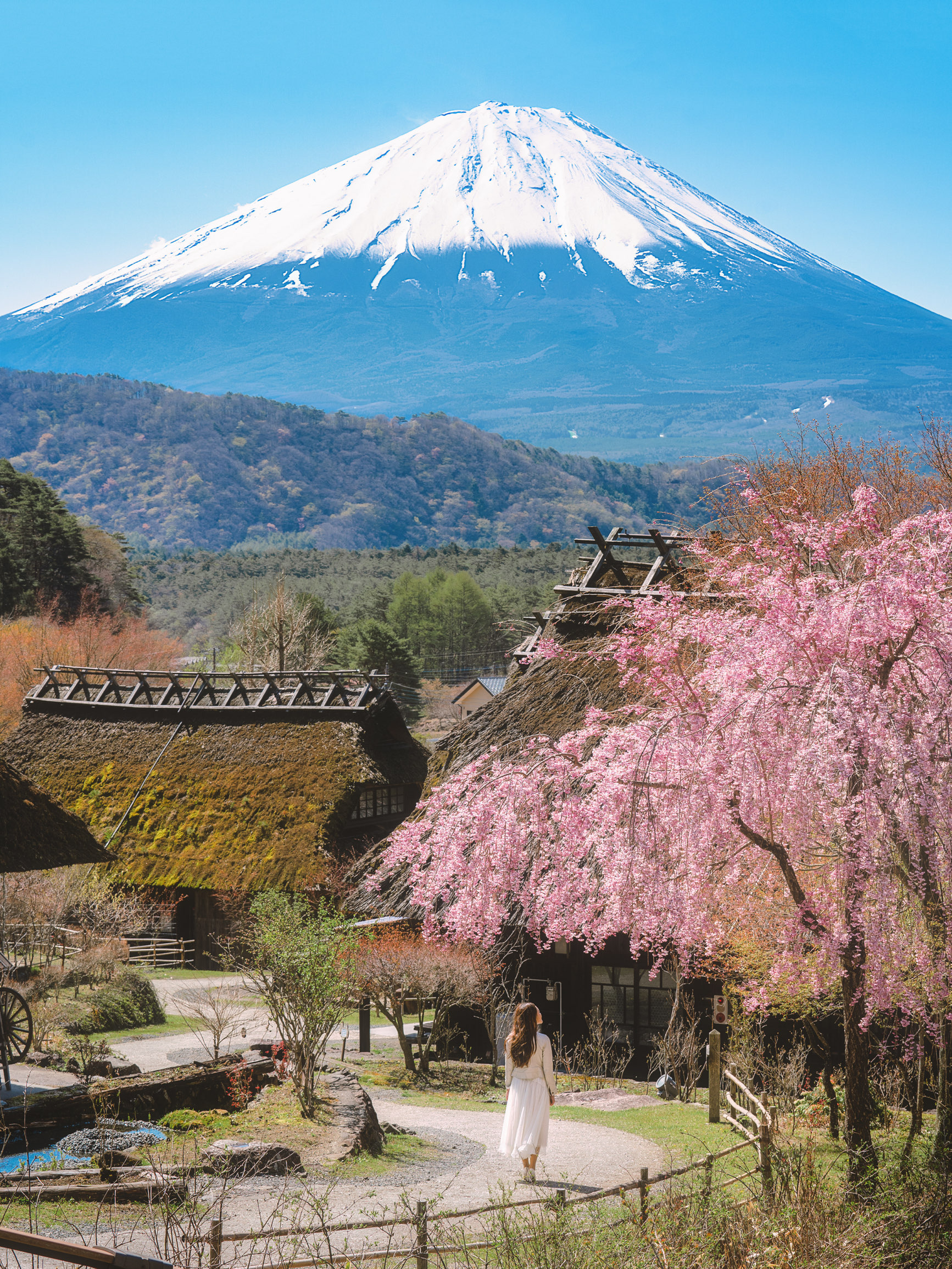 Sakura Series #1: Cherry Blossoms with Snowy Mountain