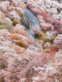 【奈良県】吉野山の桜