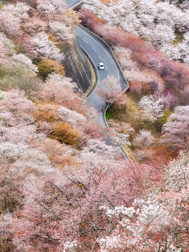 【奈良県】吉野山の桜