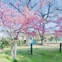 Charm of Japanese springtime, Sumiyoshi Park🌸