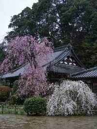 【奈良×桜】降り注ぐような樹齢300年しだれ桜が2本存在する穴場の桜スポット🌸