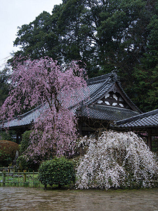 【奈良×桜】降り注ぐような樹齢300年しだれ桜が2本存在する穴場の桜スポット🌸