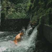 Self-cleansing at the temple