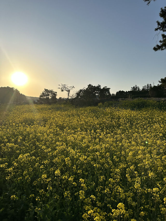 제주도에서 가장 아름다운 노란 물결이 출렁이는 곳 🌼 산방산 유채꽃밭