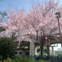 名古屋市の桜名所「荒子川公園」