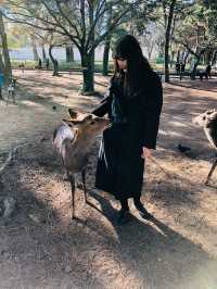 사슴천국 오사카 나라공원🫎