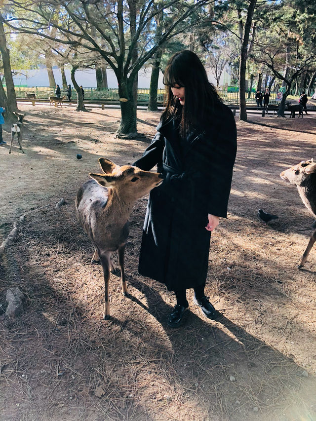 사슴천국 오사카 나라공원🫎