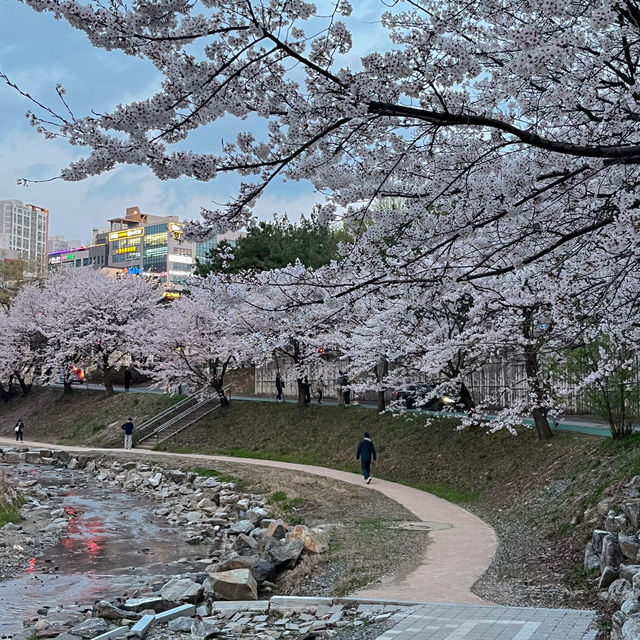 실시간 청주 벚꽃 스팟 ! 