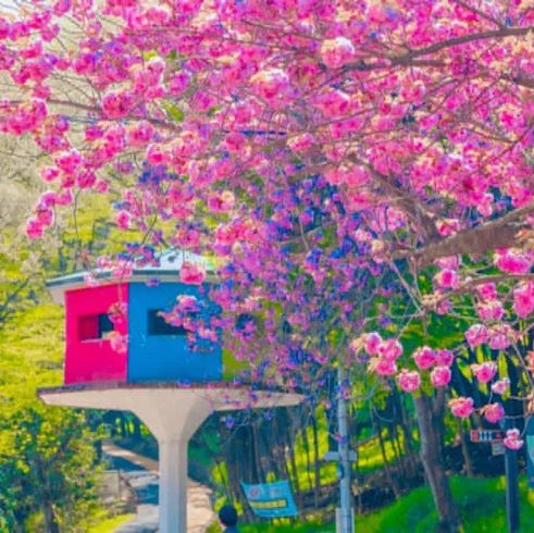 Beautiful Cherry Blossom of Eunpa Lake Park