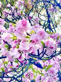 【不忍池/東京都】大きな池と桜の絶景スポット