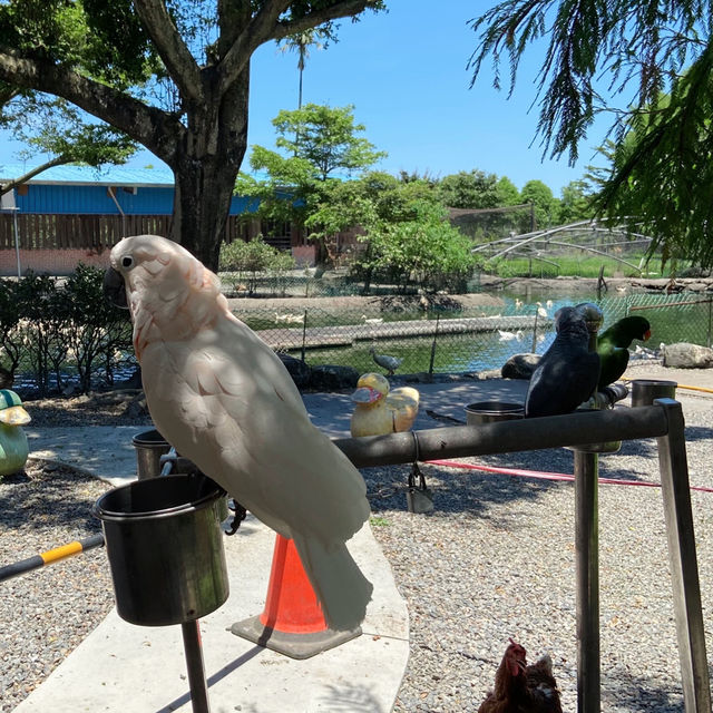 宜蘭超多可愛小黃鴨🐤的鴨寮故事館！