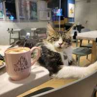打卡超治癒貓Cafe🐱 品種繁多嘅貓貓😍