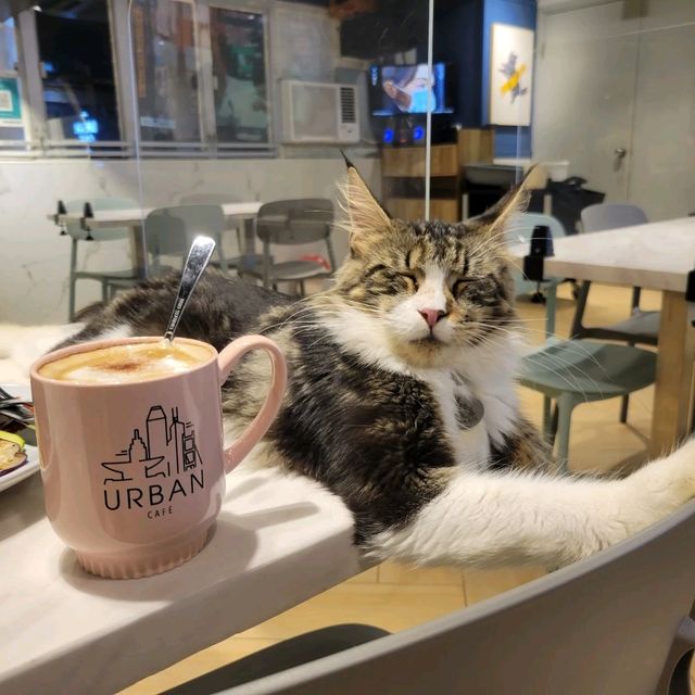 打卡超治癒貓Cafe🐱 品種繁多嘅貓貓😍