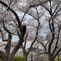 「夢幻櫻花仙境～名花之鄉」