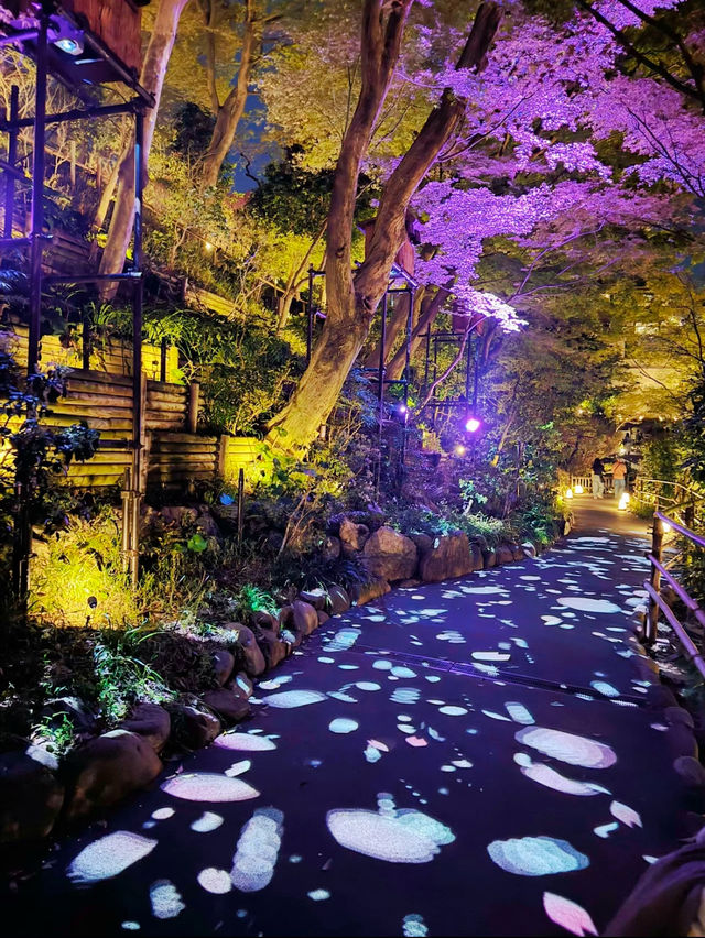 【東京】間もなく終了!!春の夜桜さんぽ