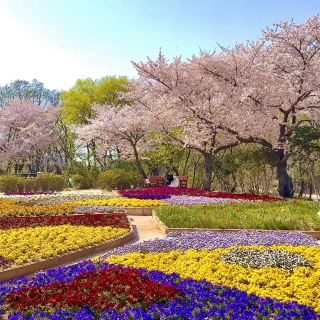 Dog-Friendly Muan Cherry Blossom + Reservoir Walking Trail