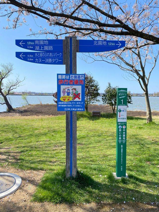 【2024年桜】石川県の木場潟公園