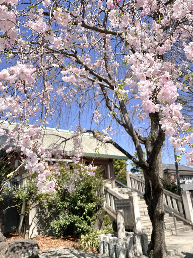 【伊勢原大神宮/神奈川県】桜咲き乱れる旧伊勢原村の鎮守