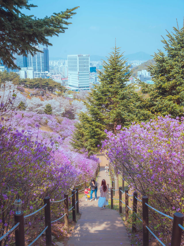 봄이되면 보라빛 진달래 꽃 동산에서 벚꽃나무를 함께 볼 수 있는 이곳은“부천 원미진달래동산“ 