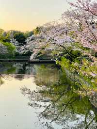 【旗上辨財天/神奈川県】源氏池に浮かぶ社殿と桜たち