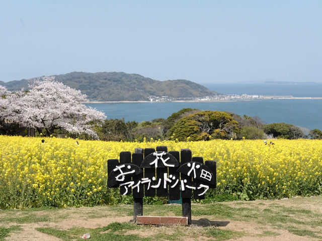 Nokonoshima เกาะดอกไม้แห่งฟุกุโอกะ