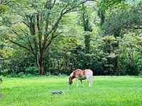 香港唯一一間可以親親馬兒的海景酒店🐴🦄🐎🎠😘
