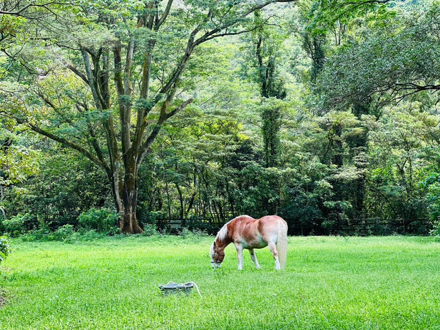 香港唯一一間可以親親馬兒的海景酒店🐴🦄🐎🎠😘