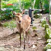 【宮島ロープウェイ/広島県】御神体の弥山へと誘う道