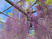 ชมดอกวิสทีเรีย (Wisteria) ใกล้นาโกย่า🪻